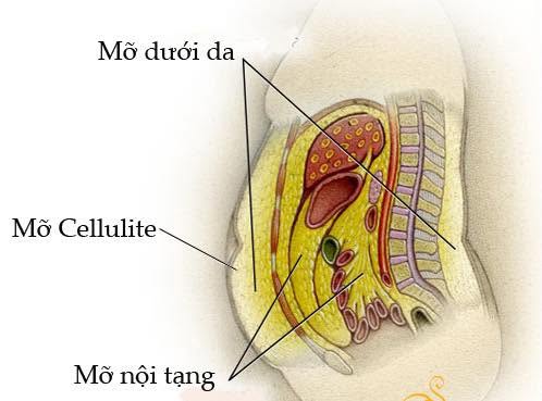 Bụng To