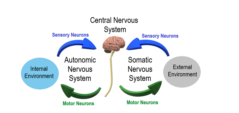 ĐAU THẦN KINH (Neuropathic Pain)