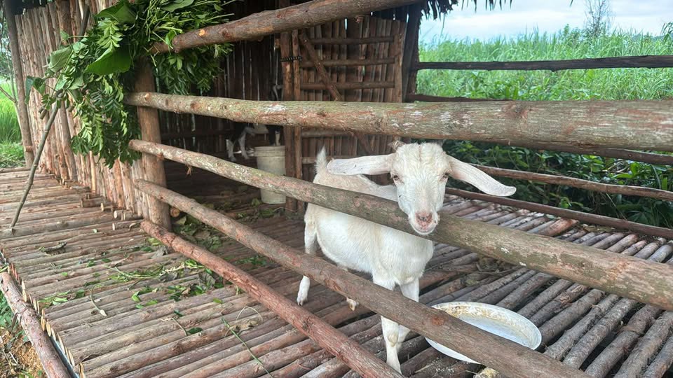 XÉT NGHIỆM “MEN TIM” độ nhạy cao